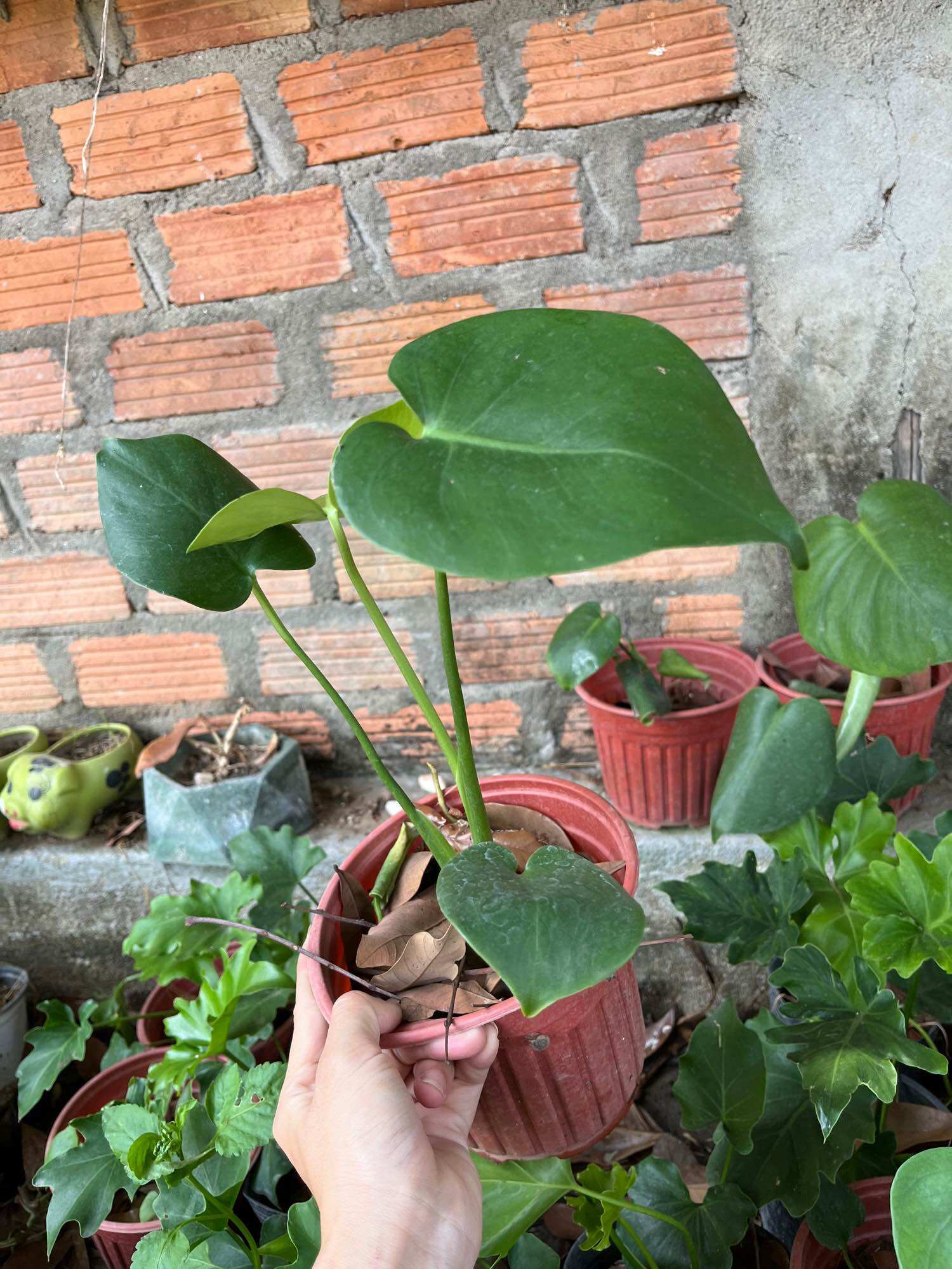 cây giống trầu bà lá xẻ