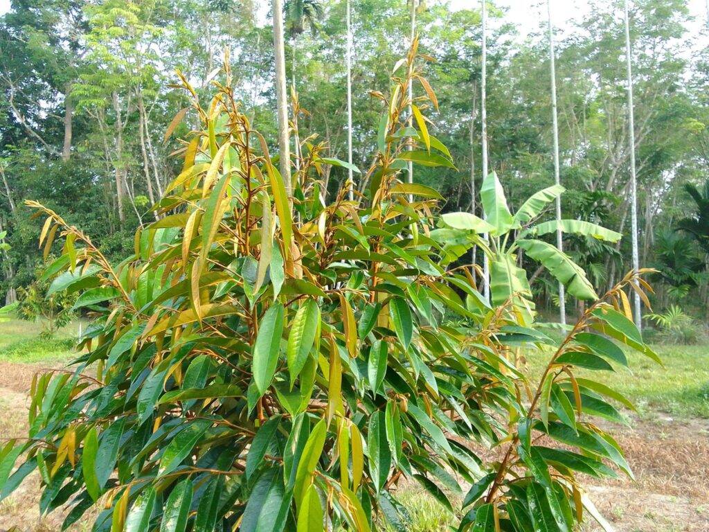 PHÂN BÓN HUMIC  RA RỄ CỰC MẠNH