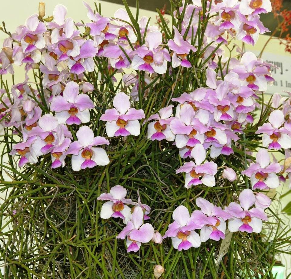 Hoa Lan tổng hợp 8 món(1kg) vv