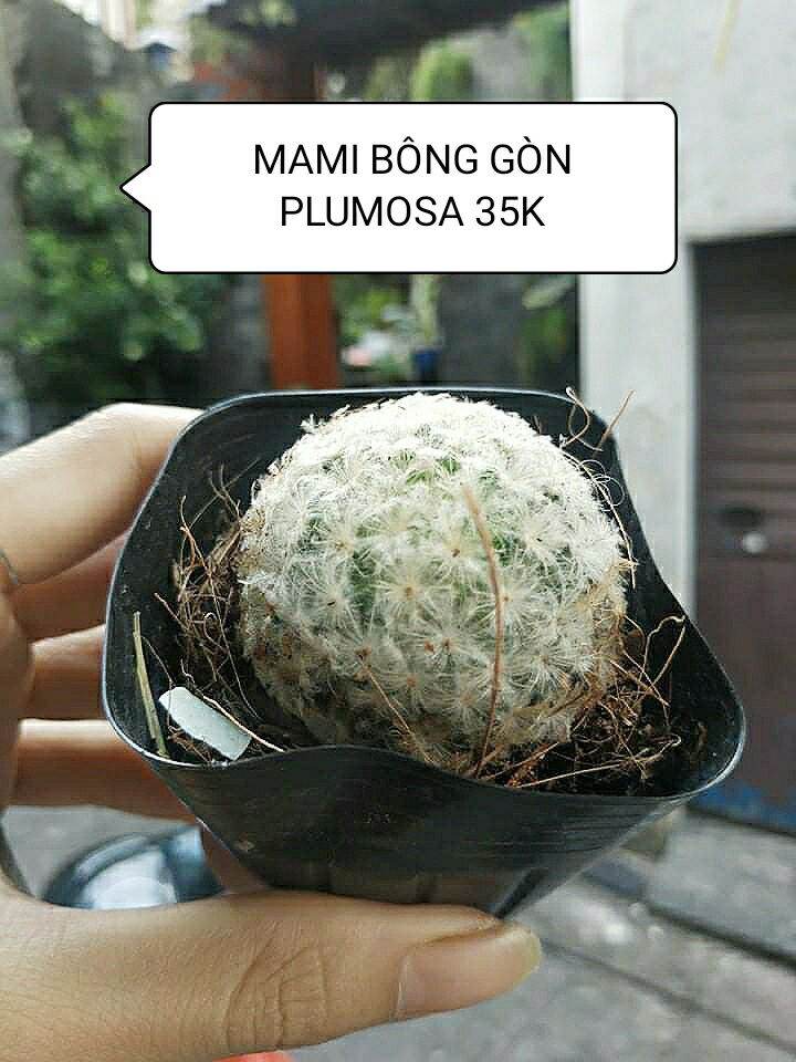 Xương rồng mami trắng - mami bông gòn - mami bồ công anh