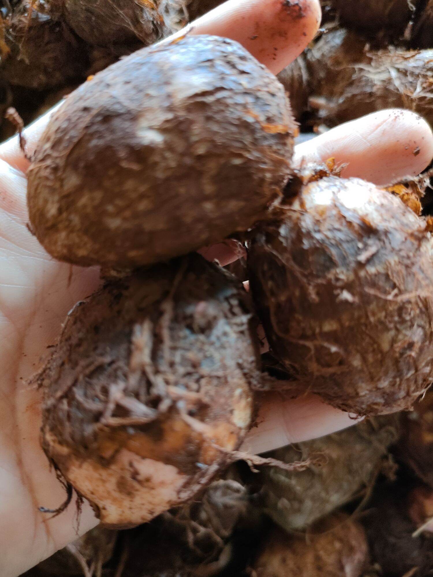 KHOI SỌ ĐĂKLĂK 2kg