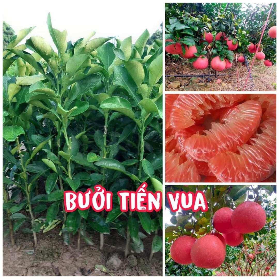 Cây giống bưởi tiến vua chiết nhánh,xanh tốt