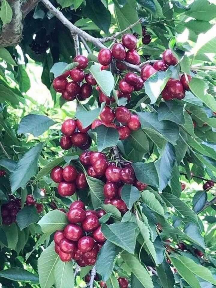 Cây giống cherry Brazil siêu sớm