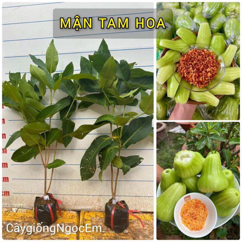 Mận Xanh Tam Hoa Mận xanh Đường nhanh nhiều, trái lớn, siêu dễ trồng chuẩn F1