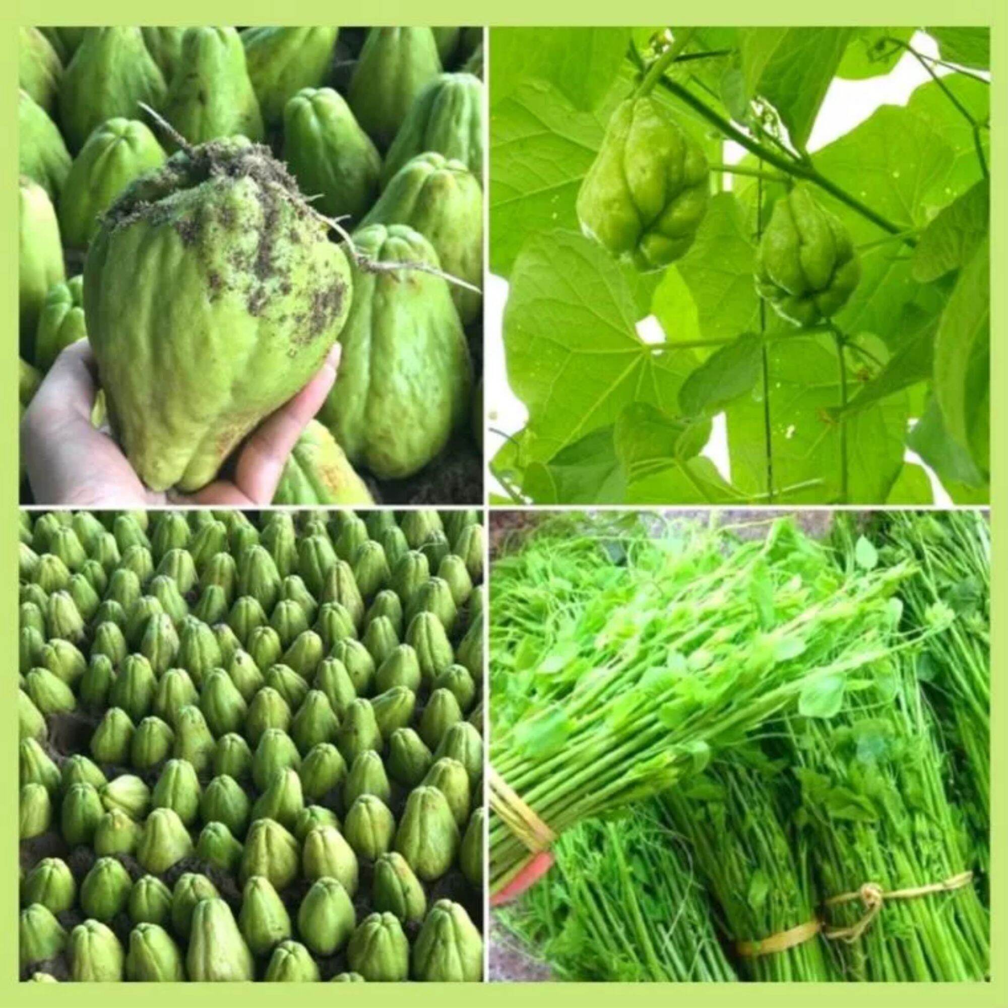Trái su su giống dễ trồng dễ chăm sóc 1 trái