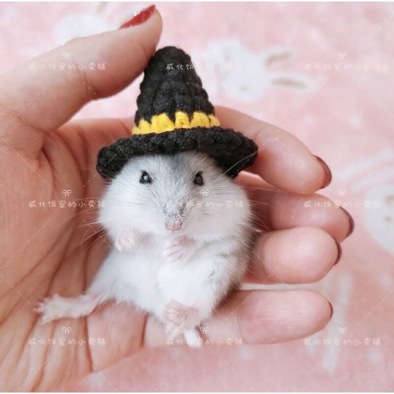 Nón mũ hamster phù thủy