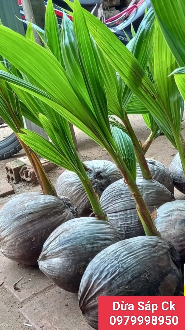 Dừa Sáp Giống