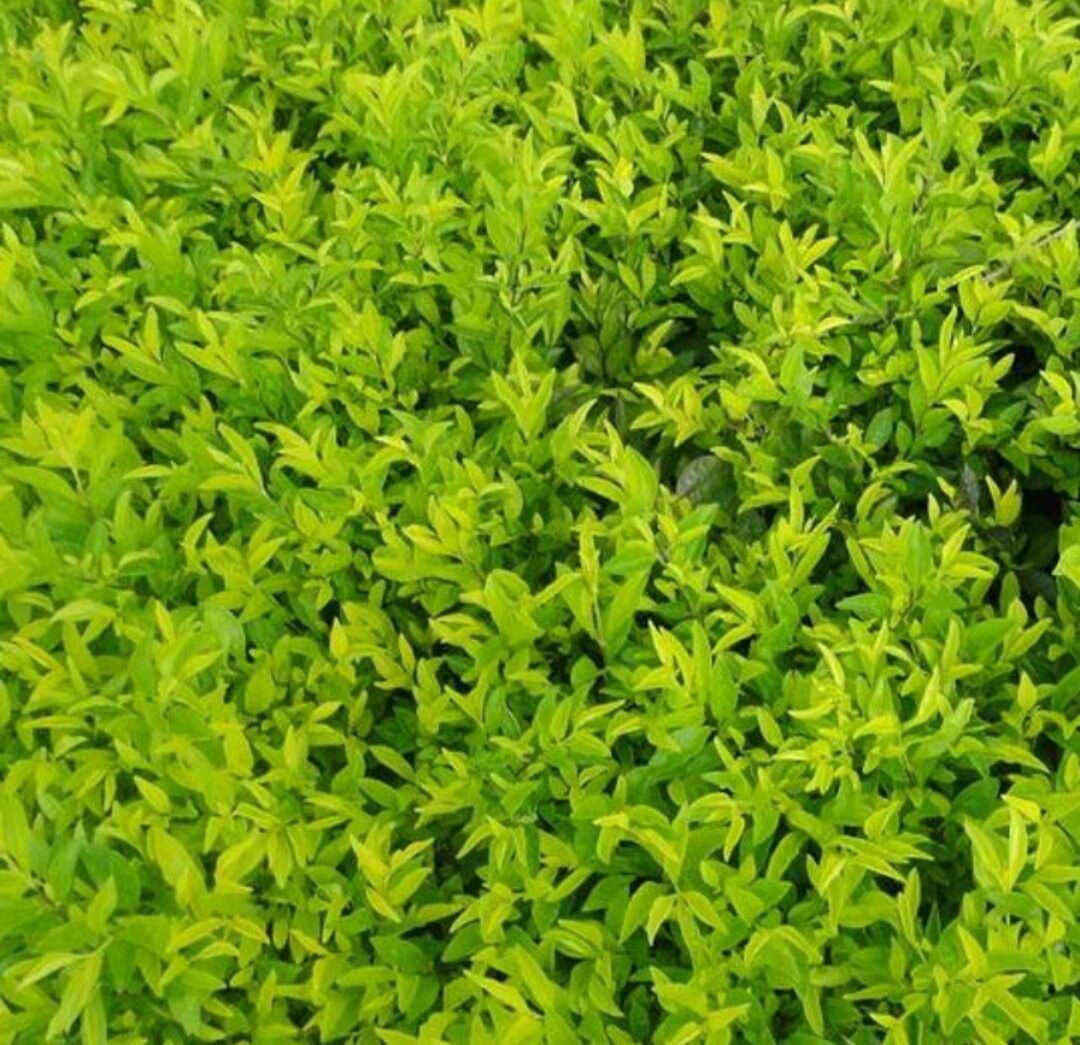 CÂY CHUỖI NGỌC (cây giống)