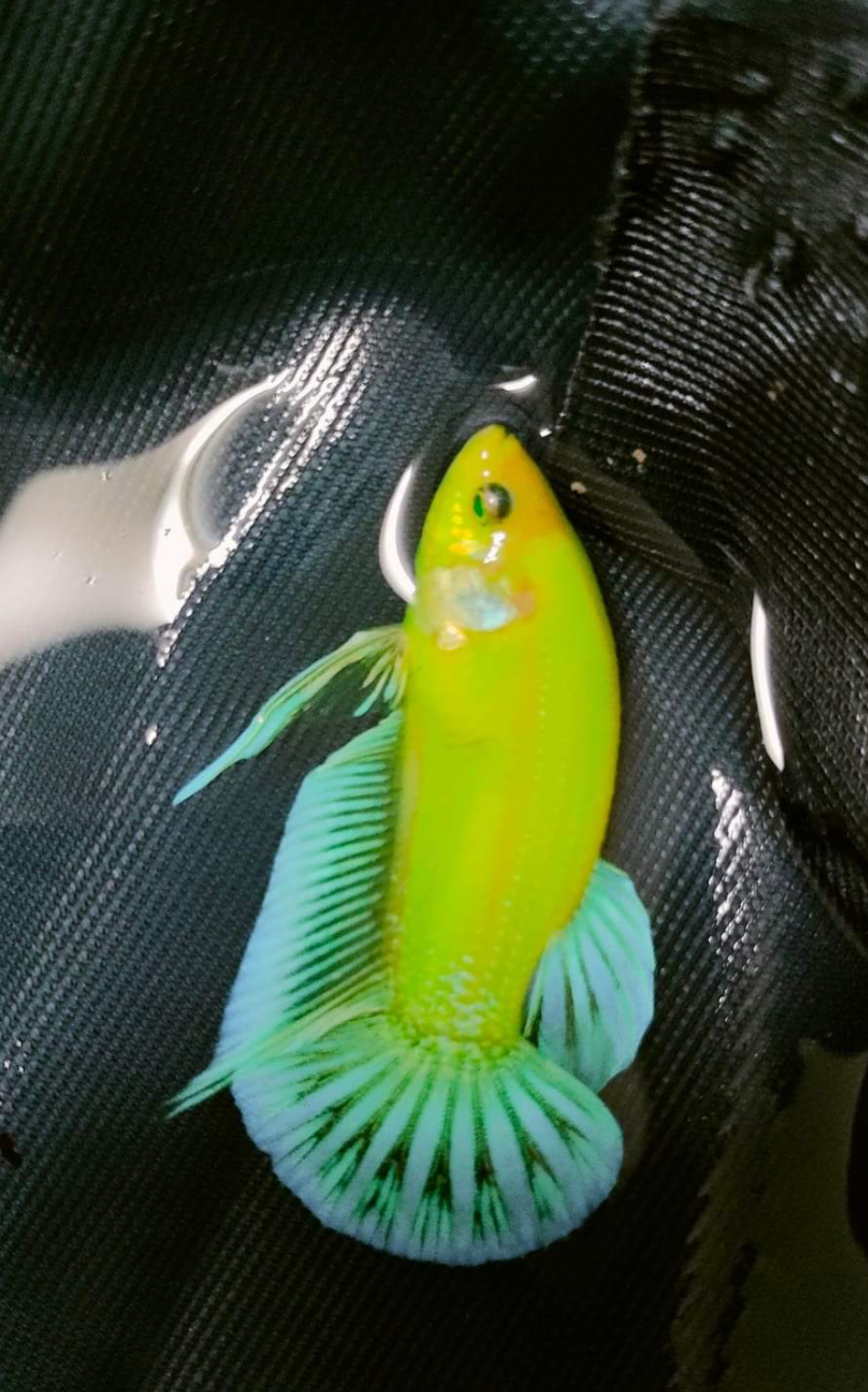 2G THỨC ĂN TẶNG BETTA NEON DẠ QUANG XANH