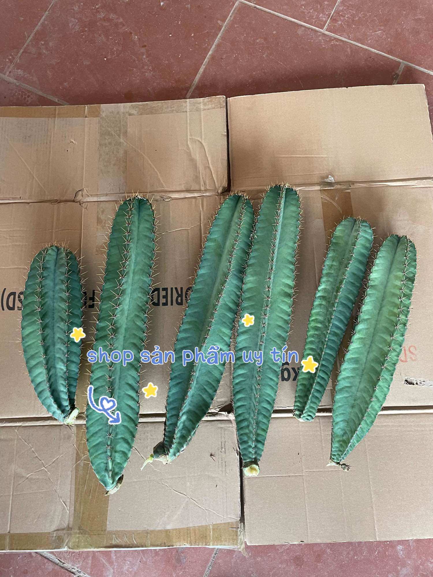 xương rồng trụ pila catus
