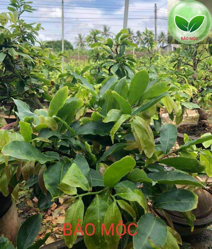 Siêu ra đọt - mập đọt - lá xanh - mướt lá - to lá