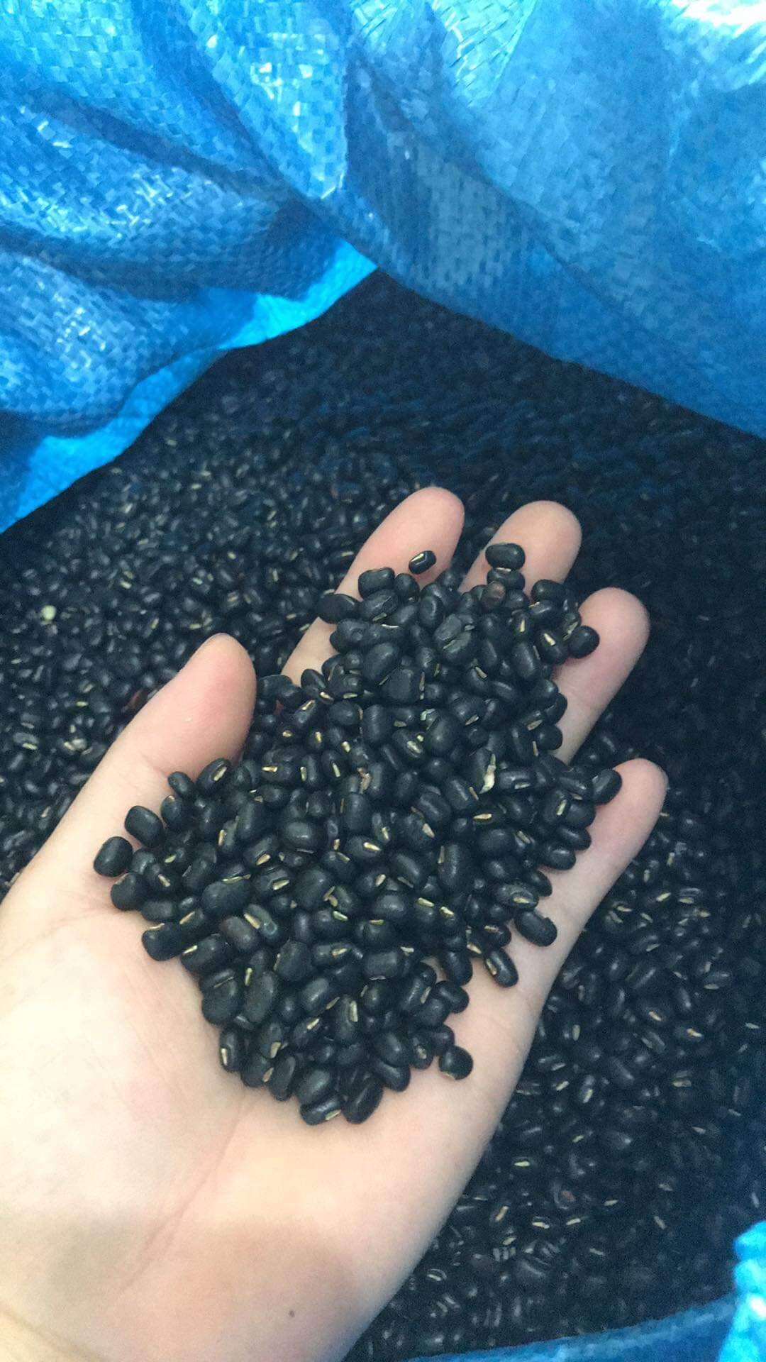 1kg đậu đen xanh lòng thuần chủng quê