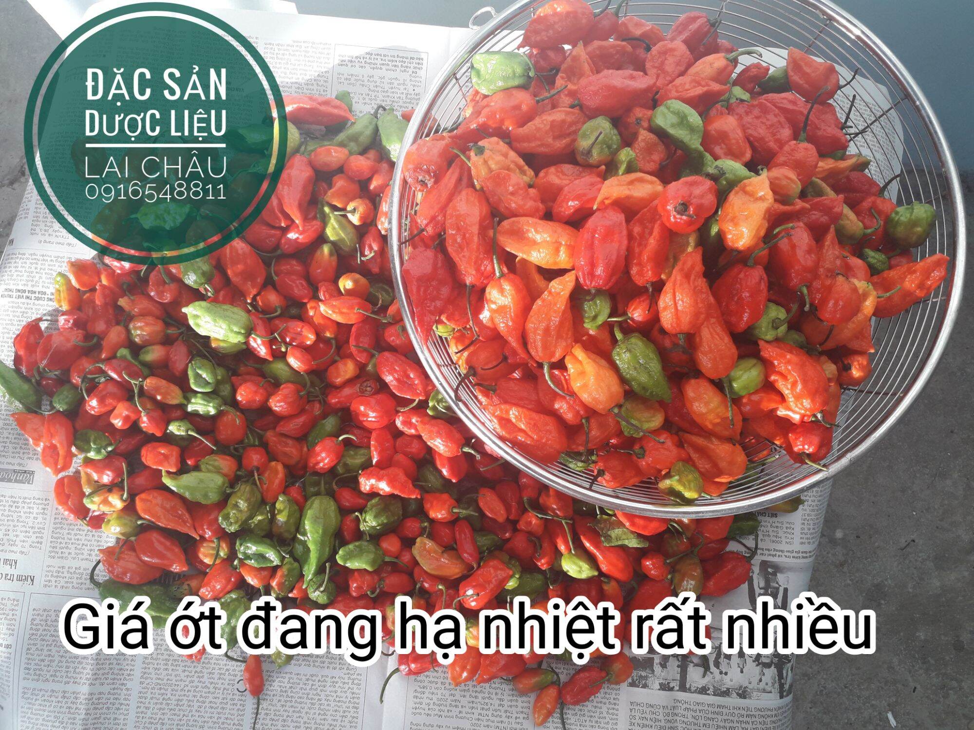 Ớt Trung Đoàn Mường Tè Lai Châu, ớt cay nhất Việt Nam