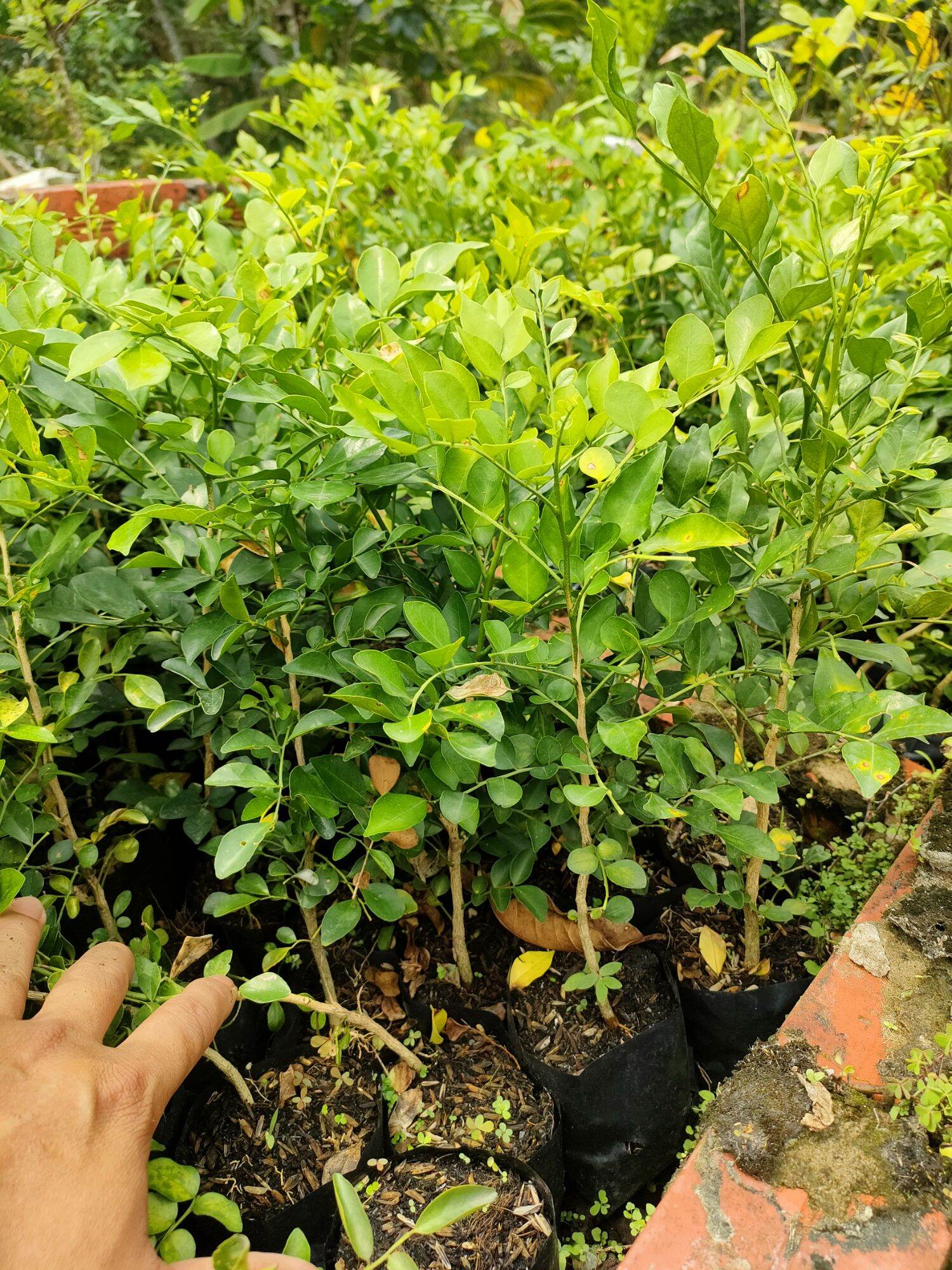 Combo 10 cây hoa nguyệt quế giống