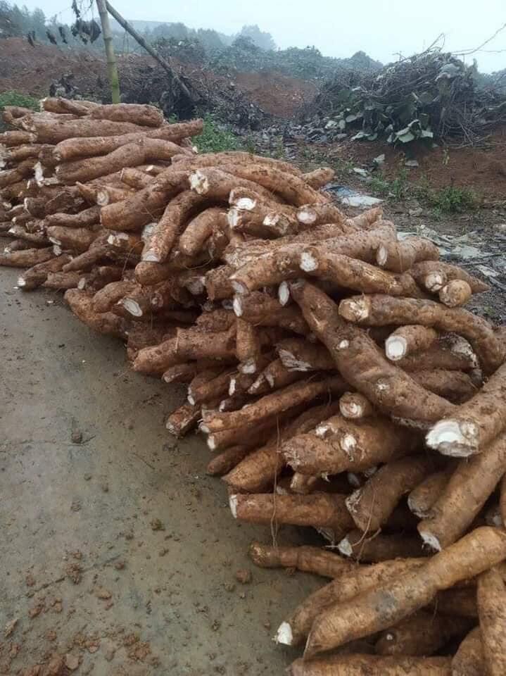 1kg bột sắn dây