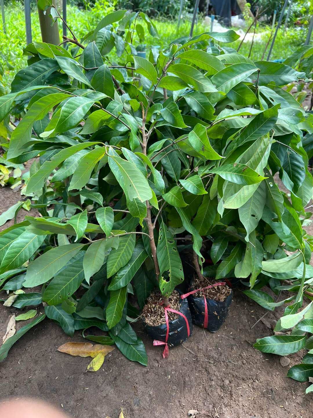 Cây giống nhãn ido thái 60cm den 1m