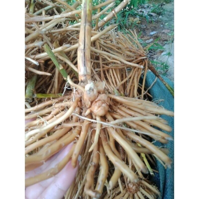 combo 5 gốc măng tây size nhỏ trồng thử