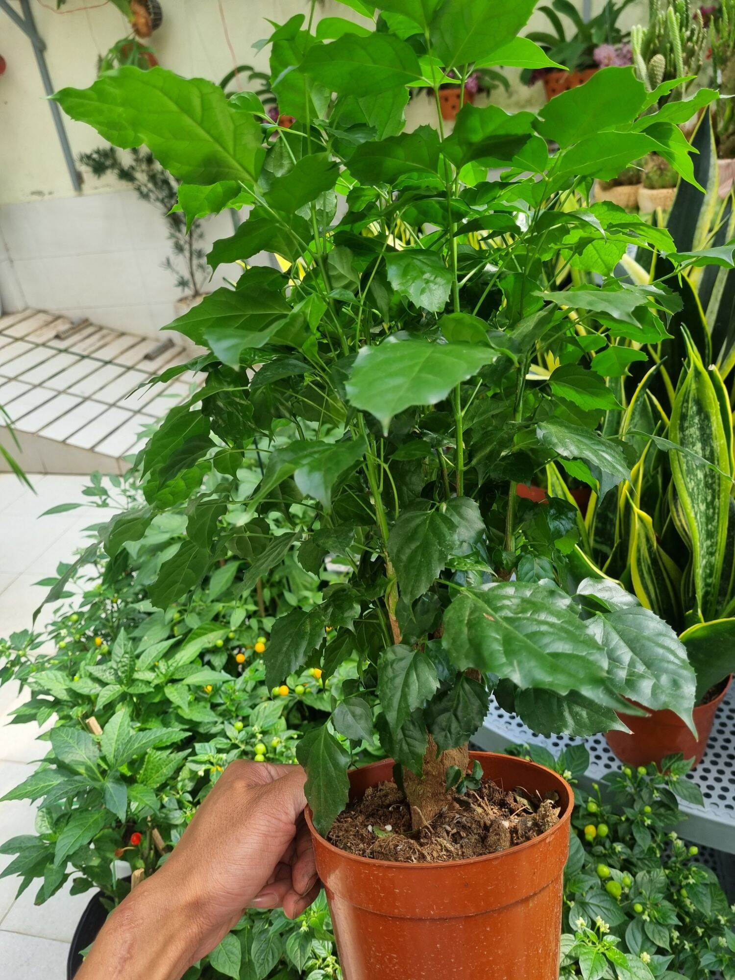 Chậu Cây hạnh phúc  - cây để bàn