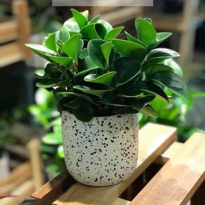 Cây trường sinh xanh