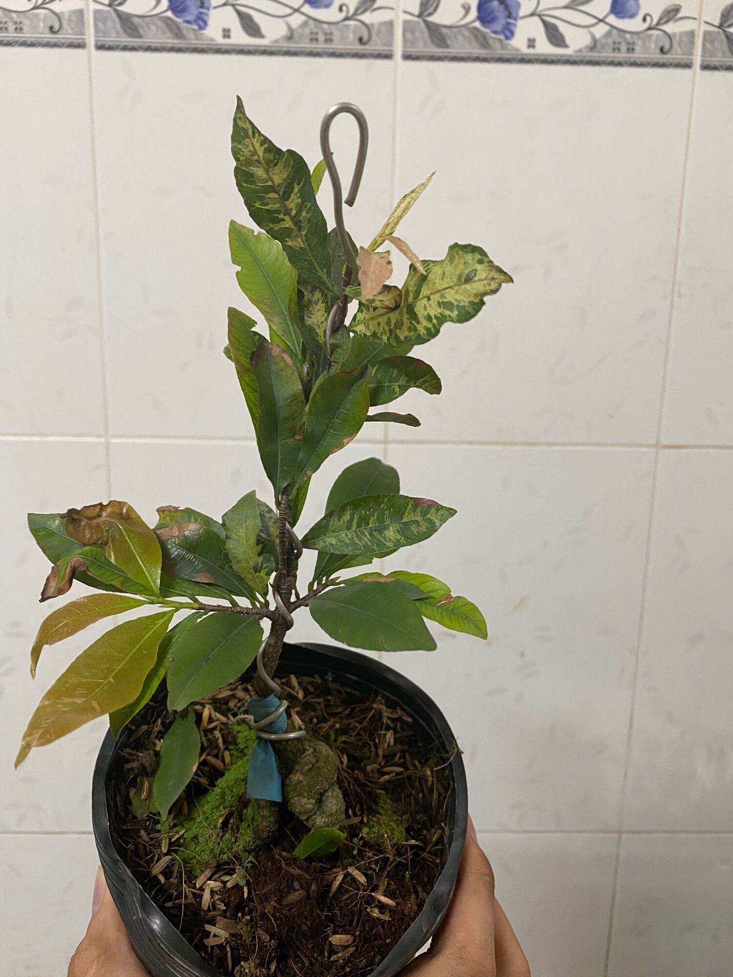 Hoa bạch mai ghép giống Thái(12-18 cánh)