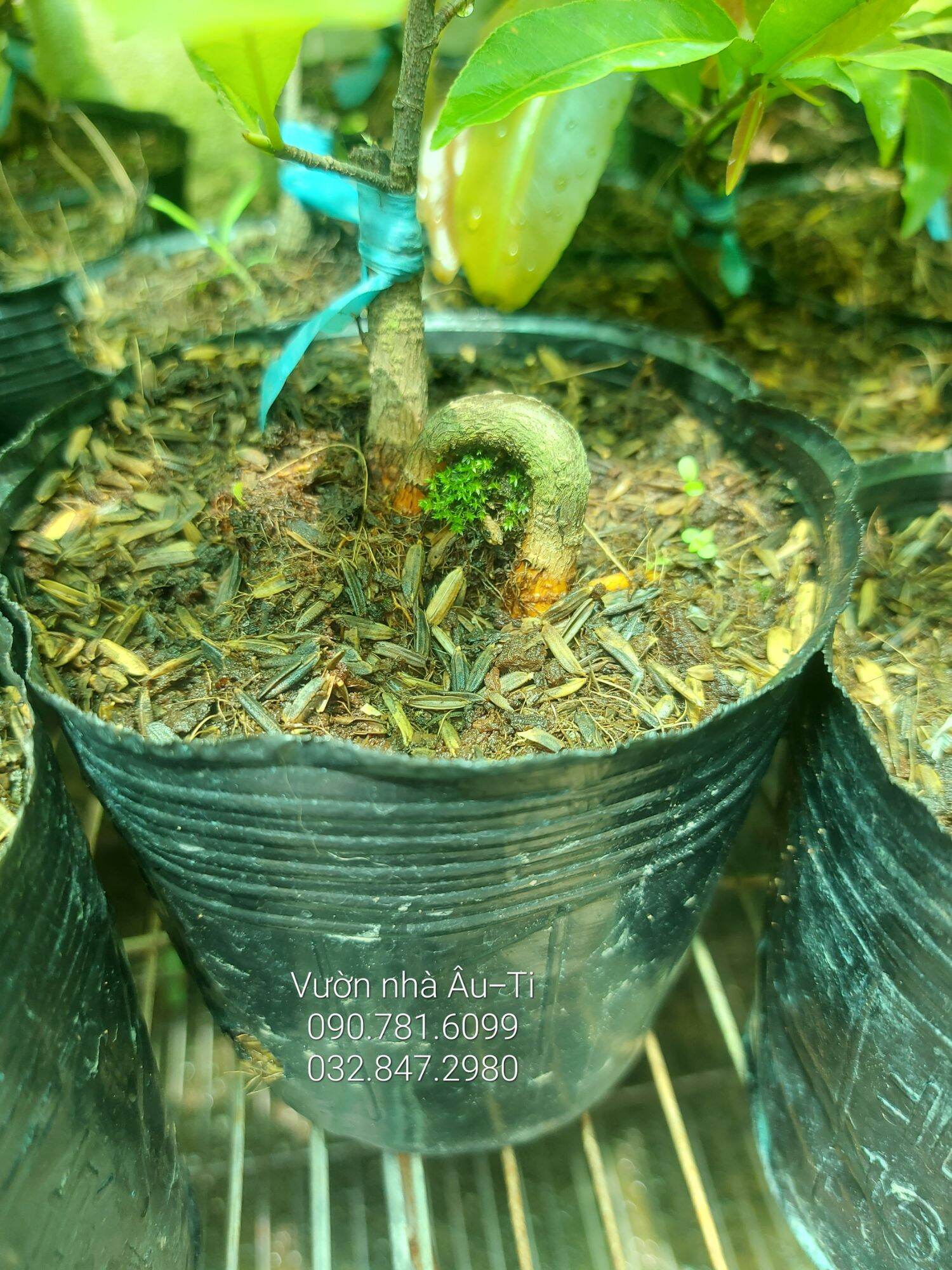 Mai cúc không nhị (hoàng huyết long) bonsai mini [KHÁCH ĐƯỢC CHỌN CÂY SAU KHI LÊN ĐƠN]