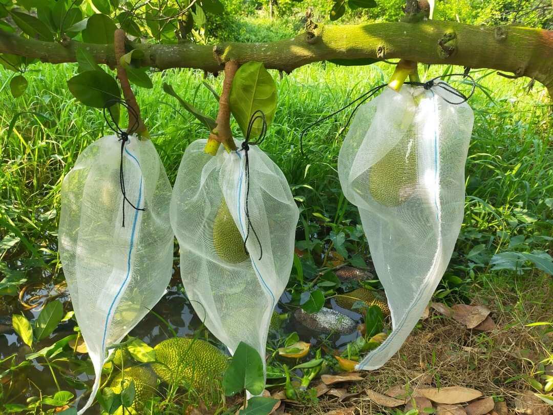 20 túi lưới bọc mít cước thái