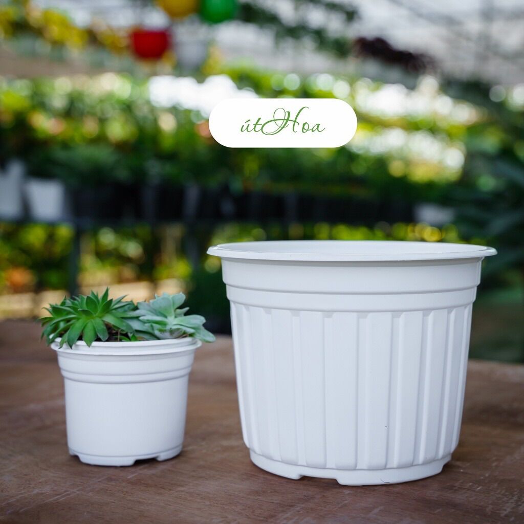Chậu nhựa trắng T23 (23x16cm)có vành miệng cứng