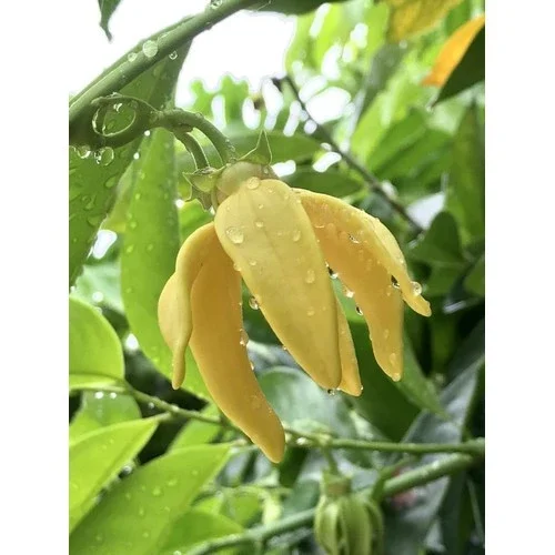 Cây hoa móng rồng hay cây dẻ thơm