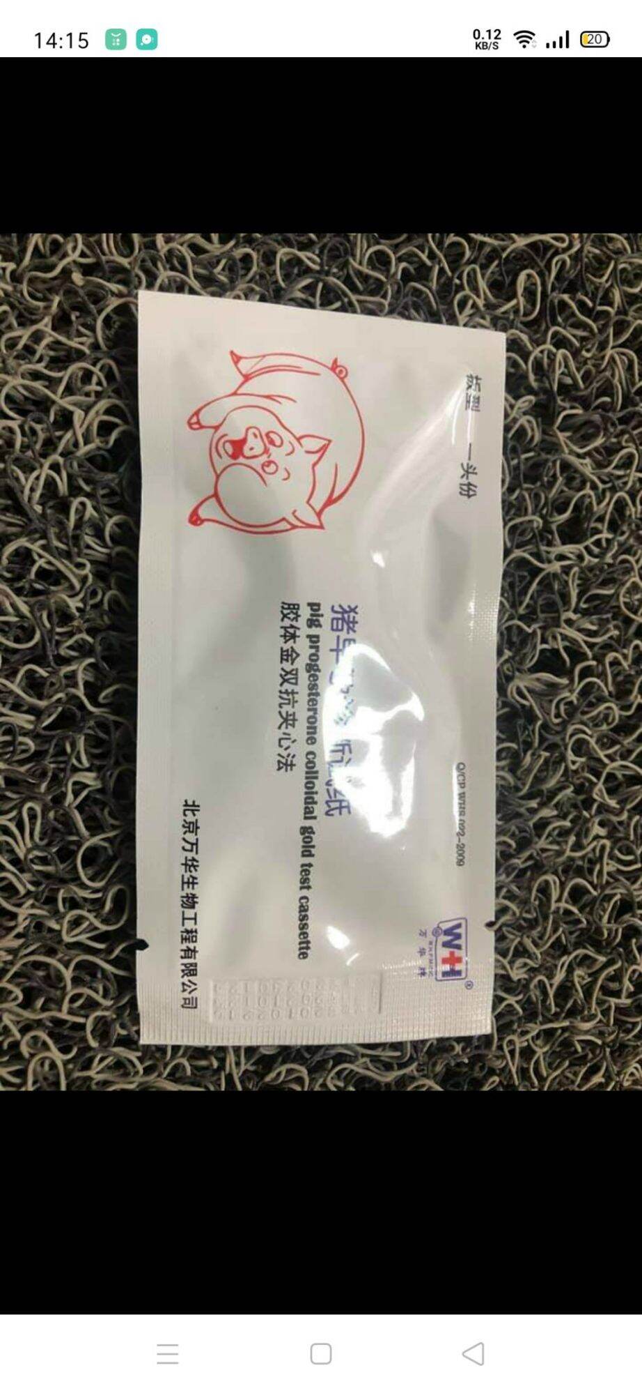 Que thử thai heo, lợn