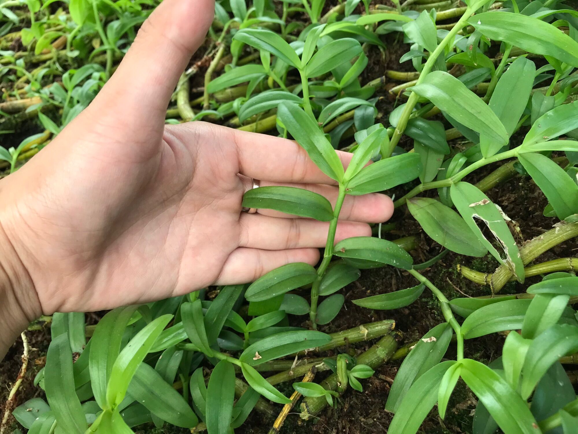 Kie Phi Điệp Chớp Mỹ - Chuẩn Mặt Hoa