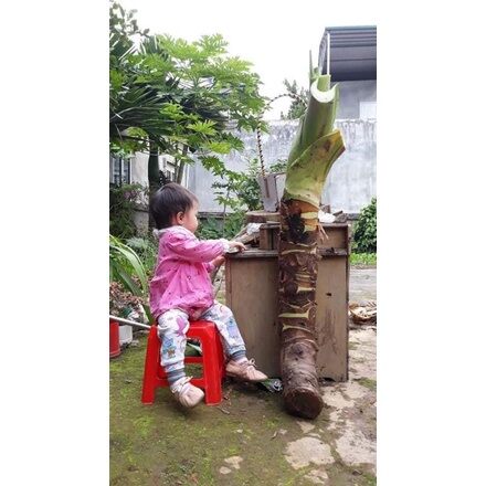 Củ cây Ráy Voi