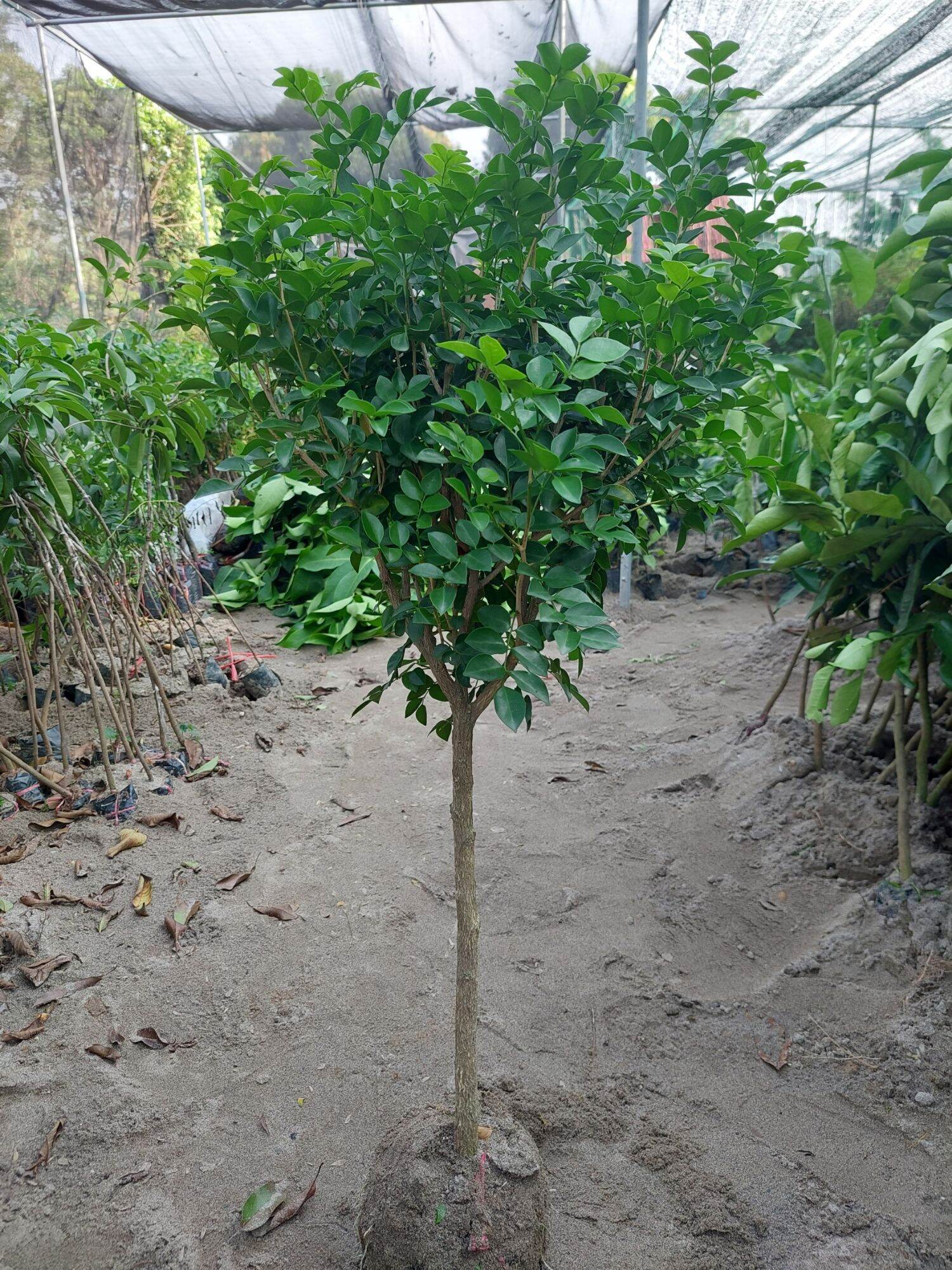 CÂY HOA NGUYỆT QUẾ THOÁT THÂN, CÂY CAO 1,2M