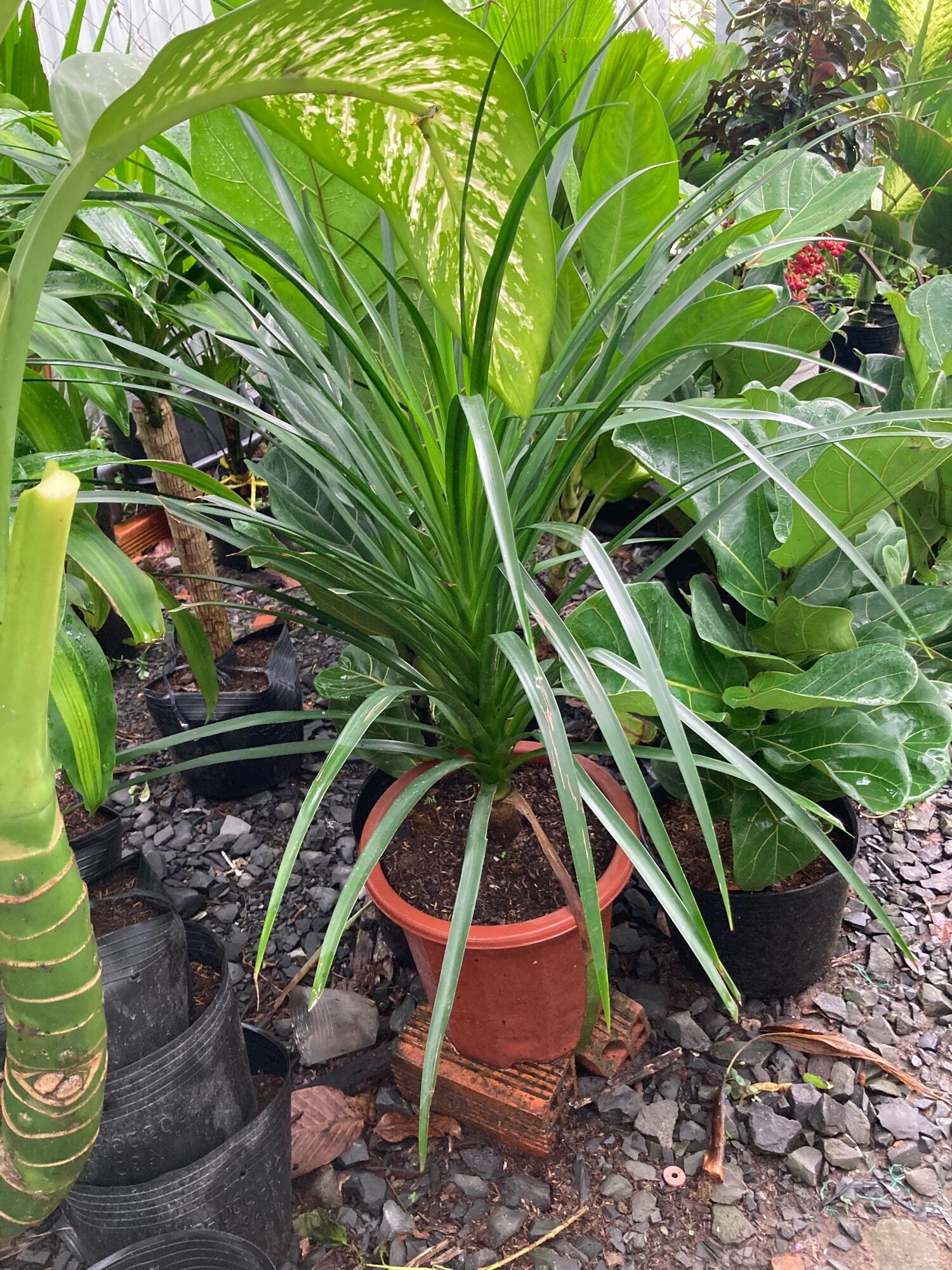 Phát tài núi