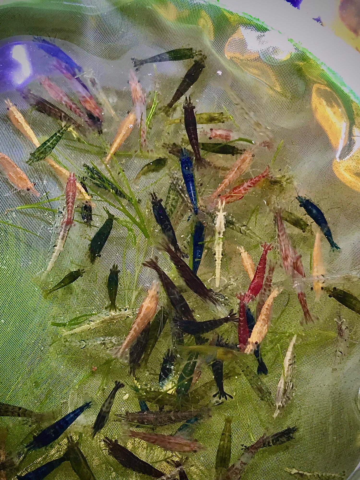 Tép thủy sinh, Tép loạn màu 20 con, hoàn tiền khi tép gặp sự cố