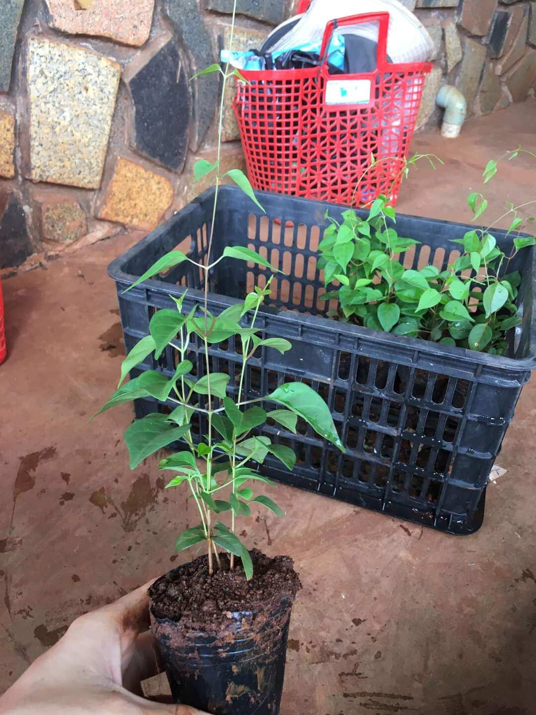 cây giống lá giang