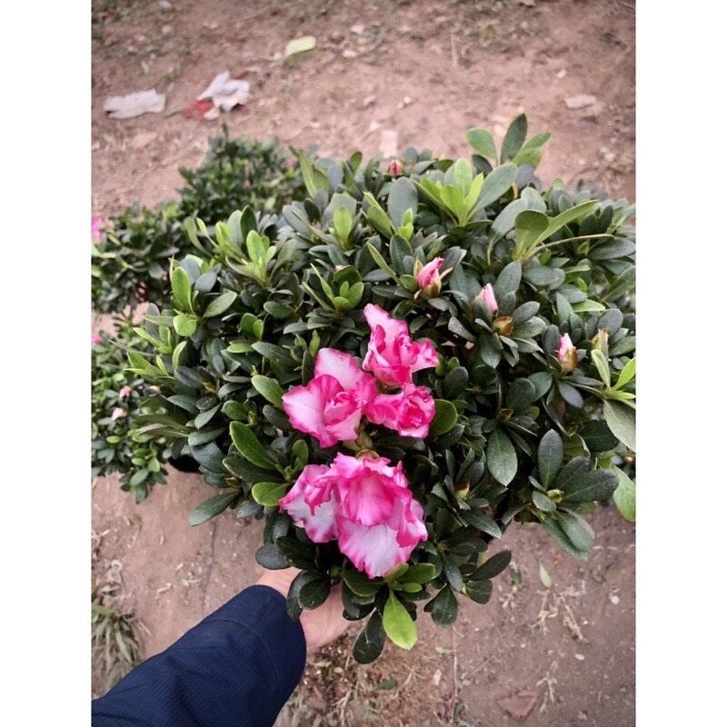 Cây giống hoa đỗ quyên