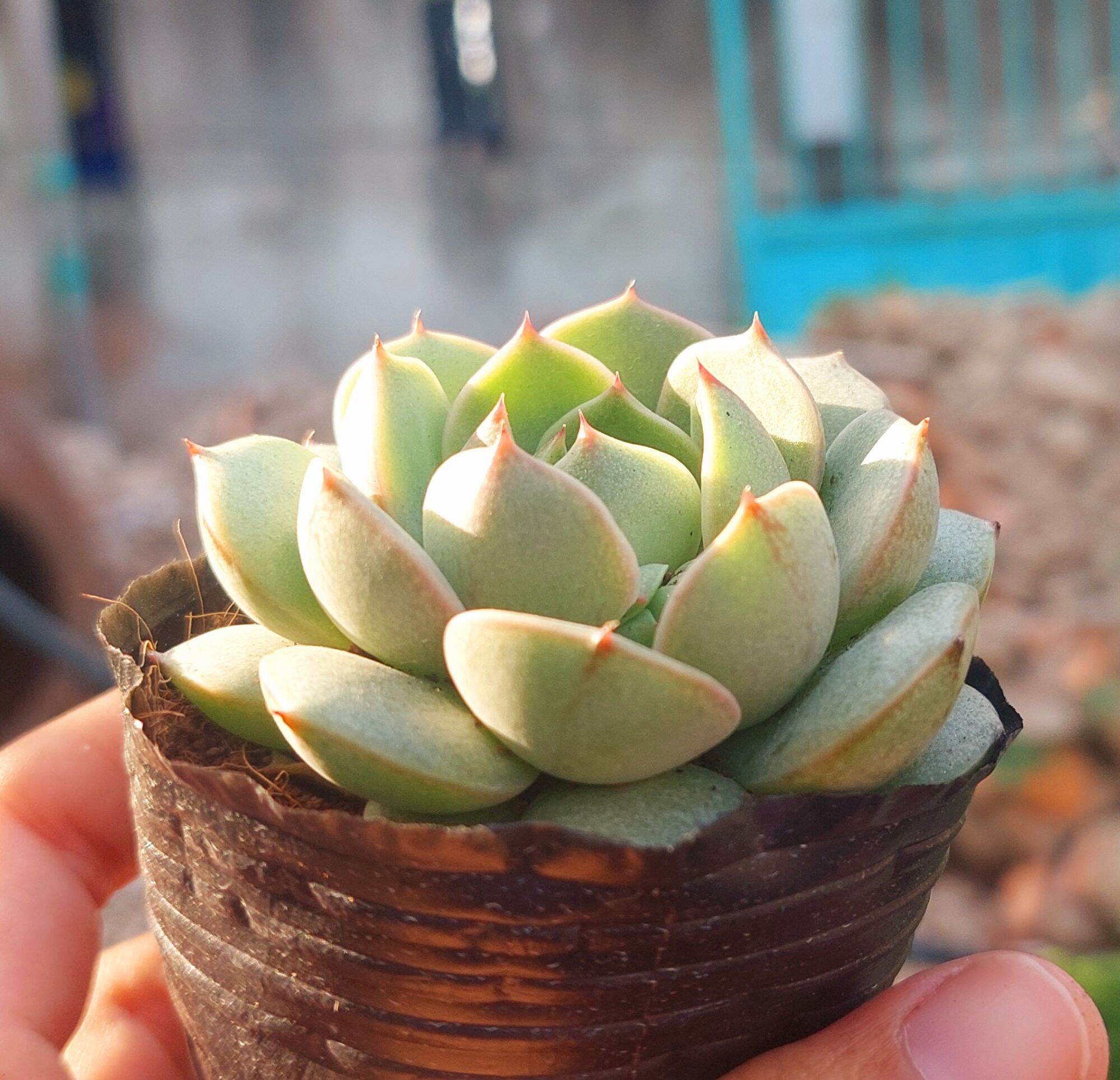 Sen đá vân mai size bầu 5-6 cm