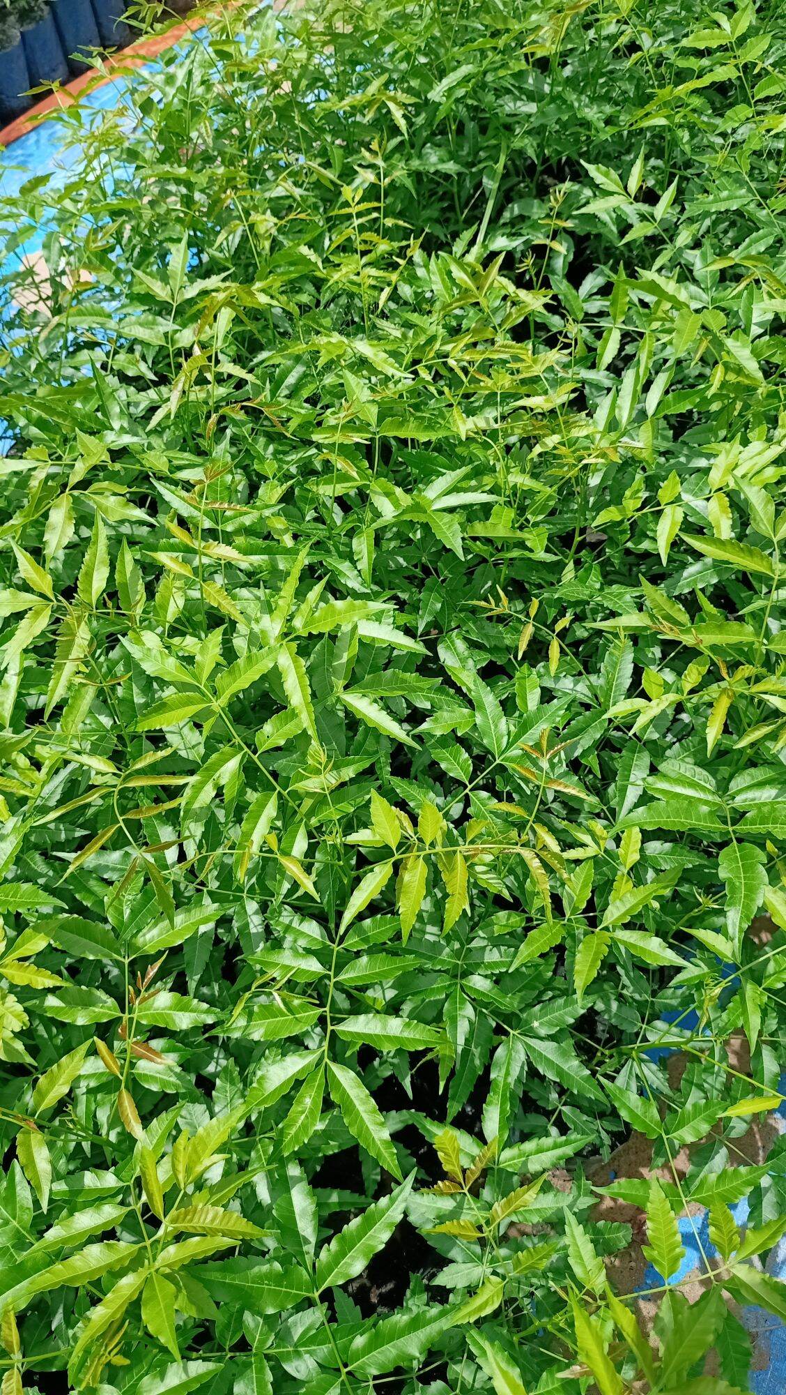 Sầu đâu ăn lá combo 2cây
