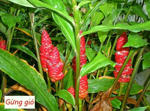 500g Gừng gió tươi