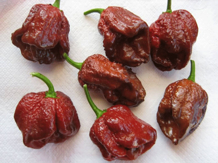 Hạt Ớt siêu cay nâu Habanero 5 Hạt giống chuẩn