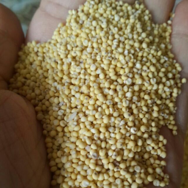 500G Kê nếp hữu cơ