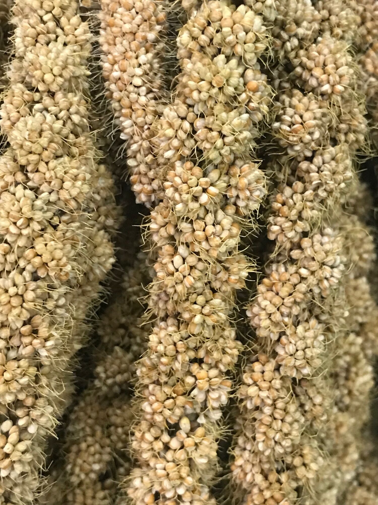 Kê chùm( Gói 1Kg)