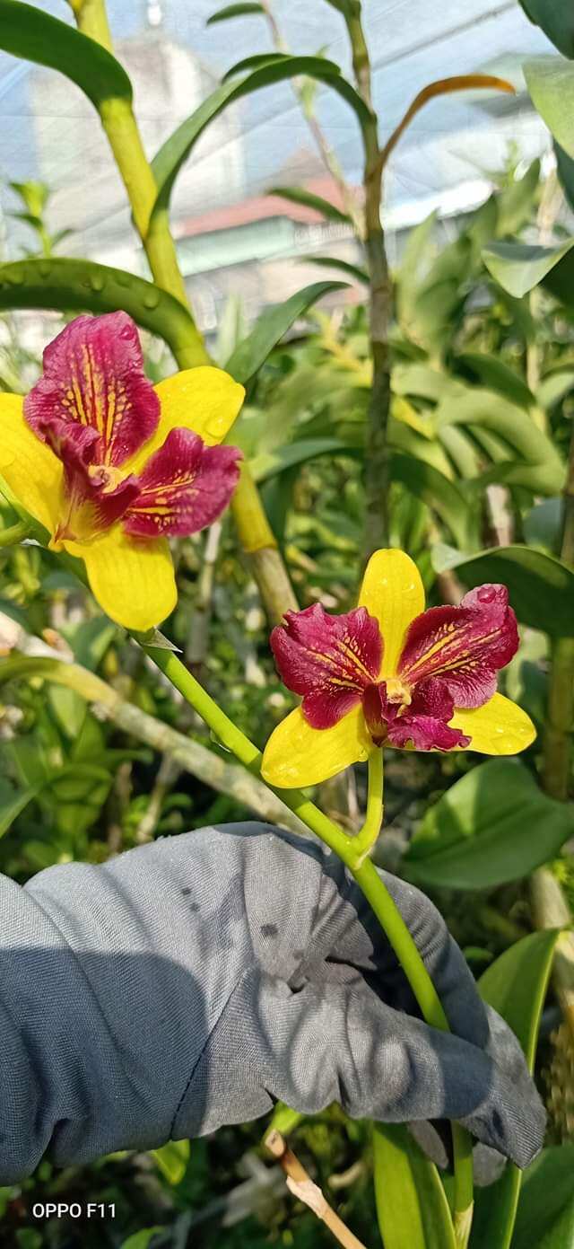 Hoa lan Denro nắng 3 vàng 3 đỏ hoa thơm