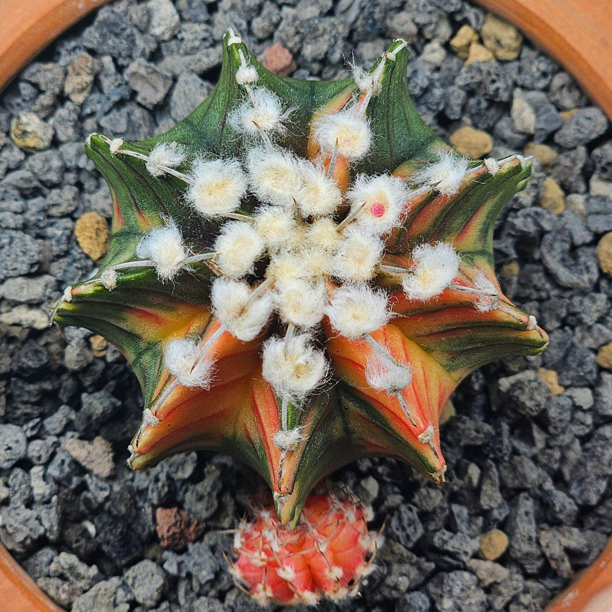 Xương Rồng Lb hd 1 gai siêu gòn hàng gieo hạt thái .SIZE 6.cm