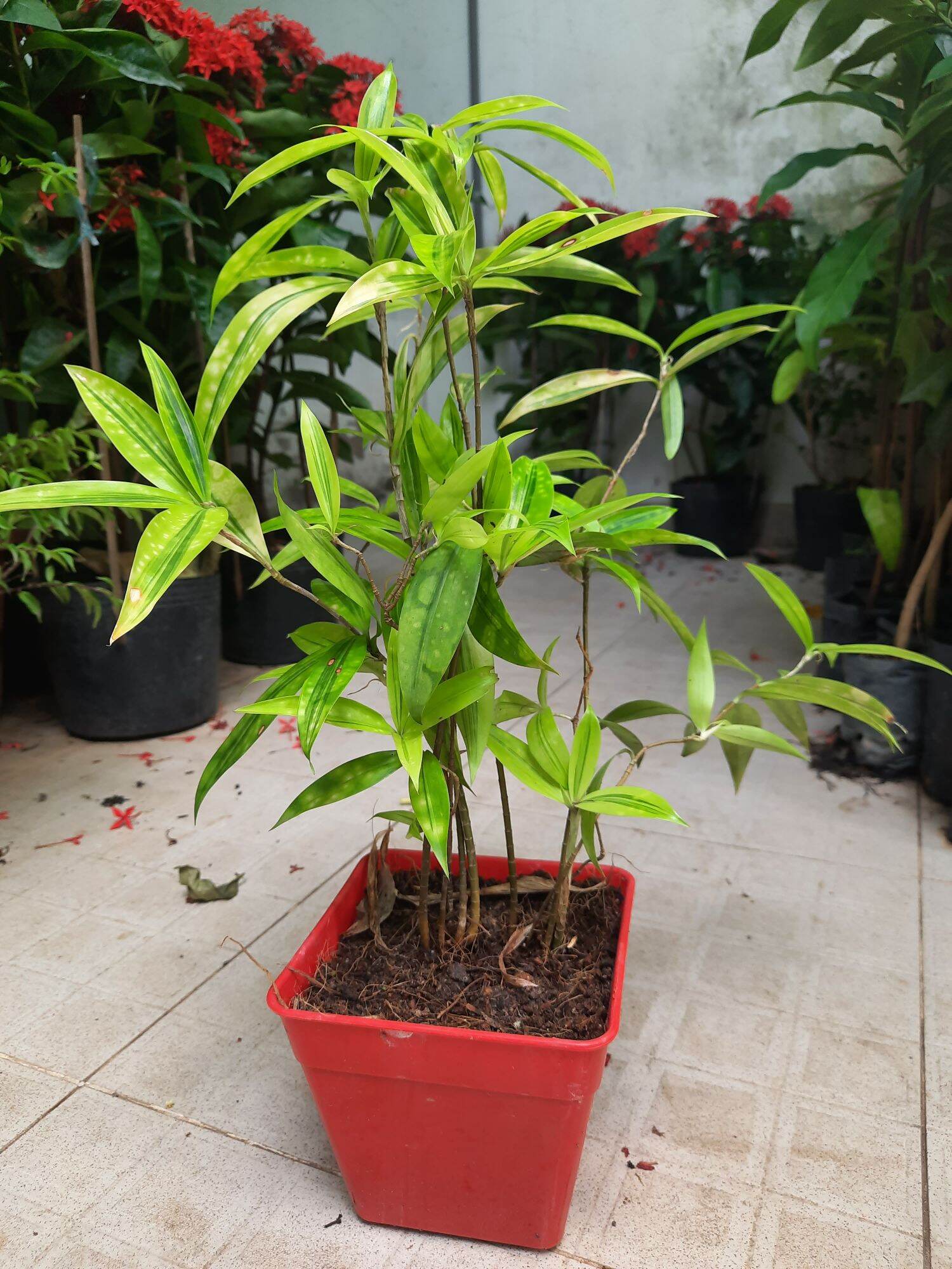 Cây trúc nhật vàng, chậu nhựa