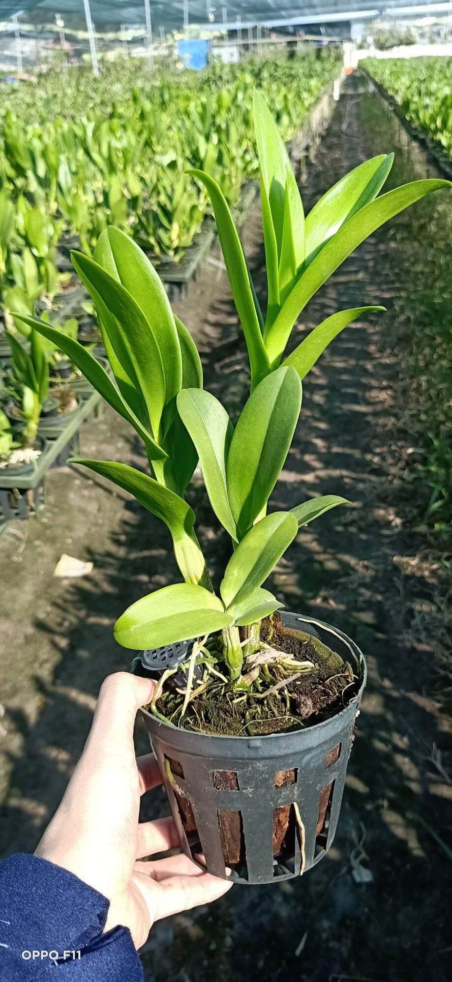 Lan denro nắng rồng xanh cây tơ đẹp