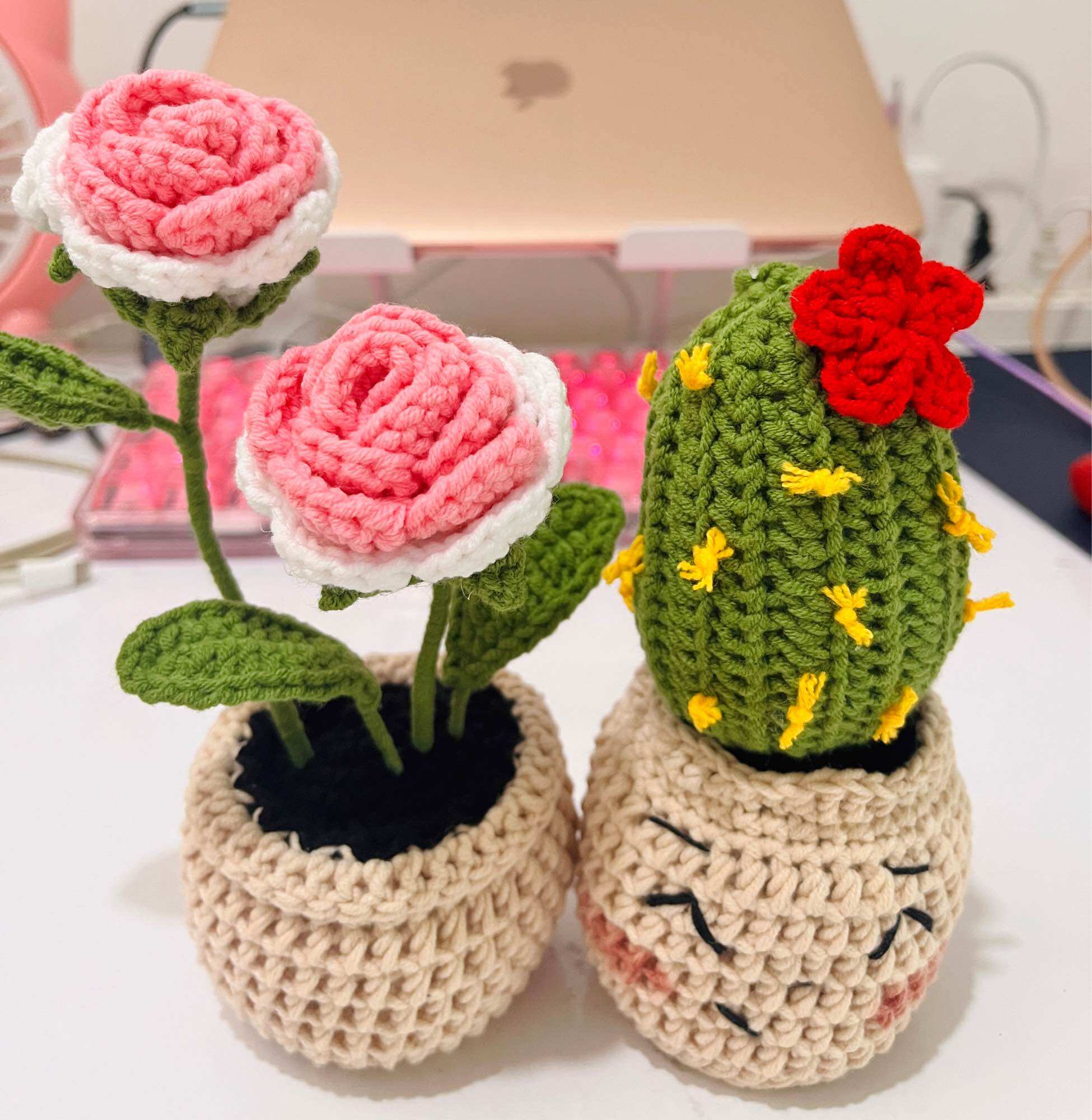 Two-color roses potted flowers