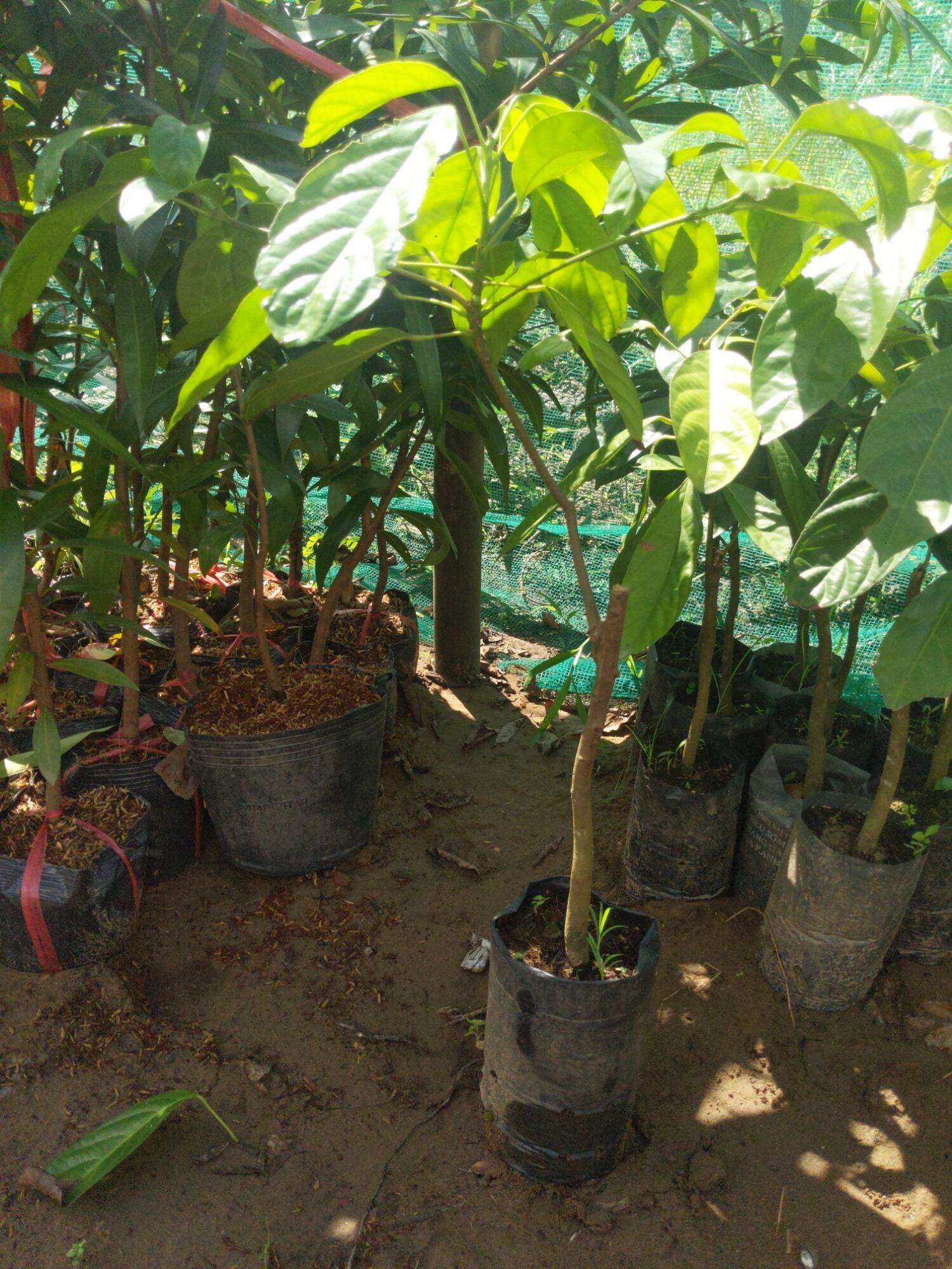 Cây giống dâu xanh Gia Bảo