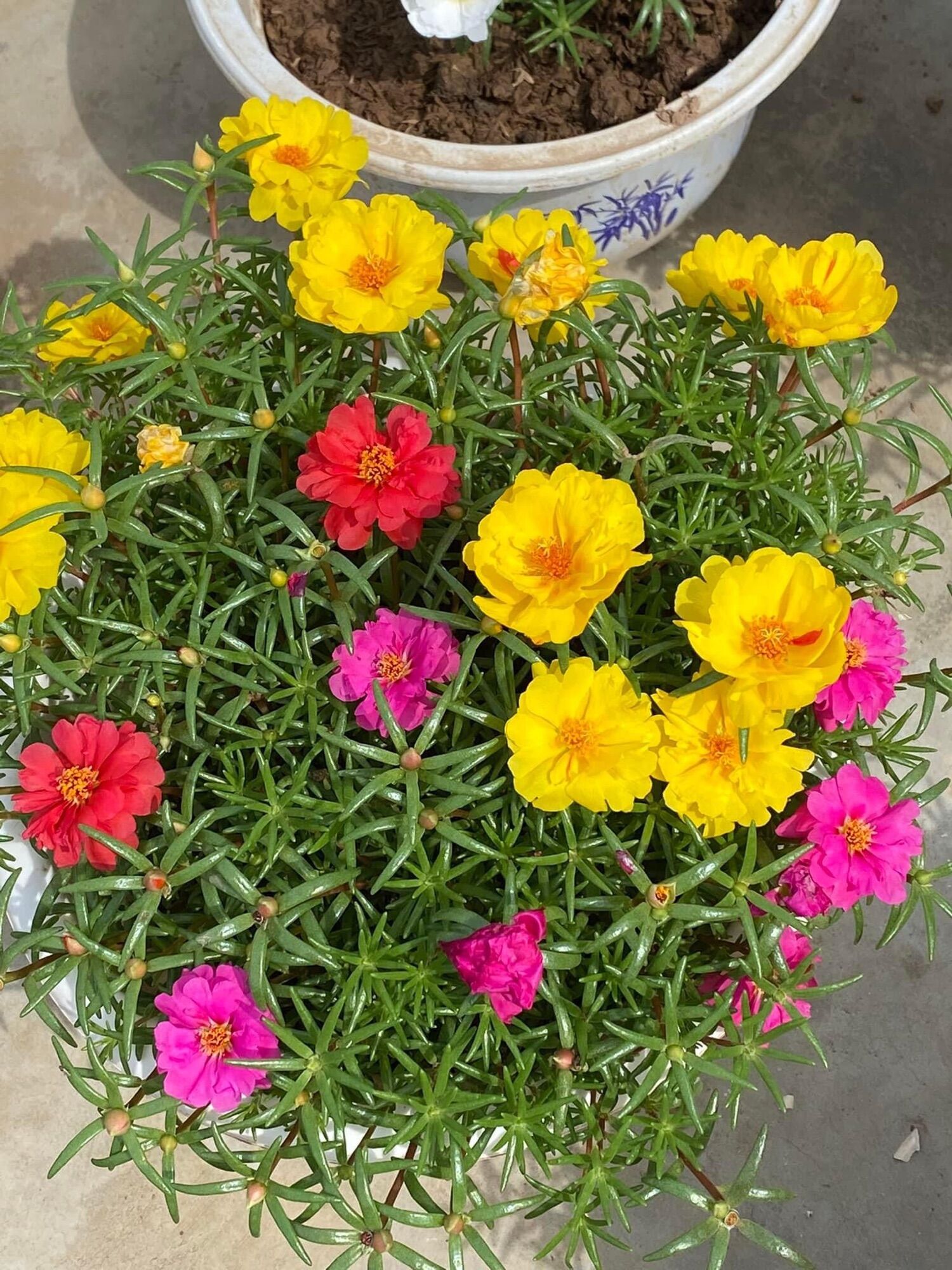 Hoa mười giờ kép mỹ(1 cây)