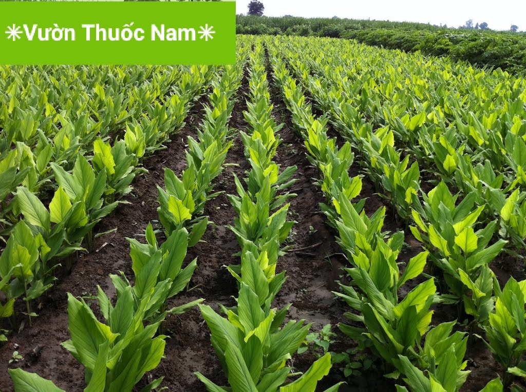 Combo 3 cây nghệ vàng làm giống , cây nghệ con làm giống